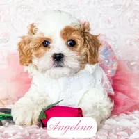 Angelina, a female Cavapoo for sale in Lima, OH – Photo 8 of 10