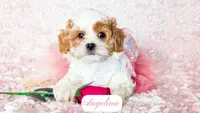 Angelina, a female Cavapoo for sale in Lima, OH – Photo 8 of 10
