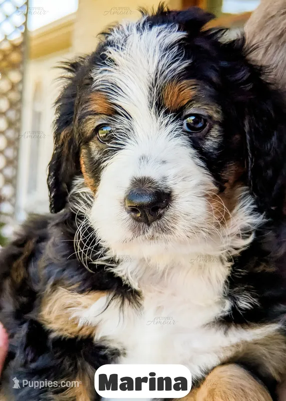 Marina – Bernedoodle puppy for sale in Lima, OH