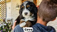 Cove, a male Bernedoodle for sale in Lima, OH – 9 of 9