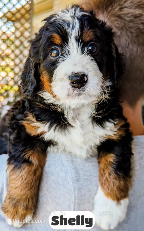 Shelly – Bernedoodle puppy for sale in Lima, OH