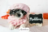 Madeleine, a female Cavapoo for sale in Lima, OH – 3 of 10