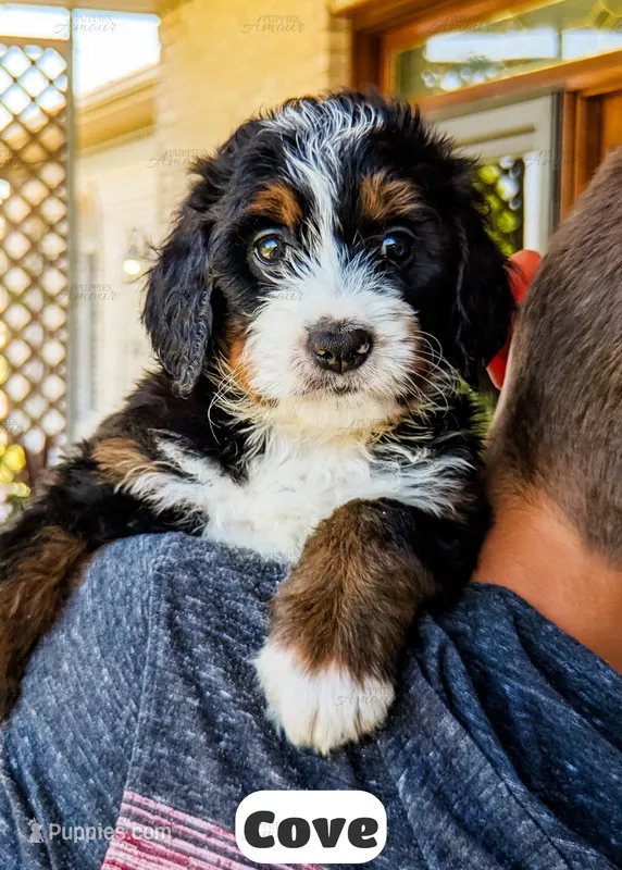 Cove – Bernedoodle puppy for sale in Lima, OH