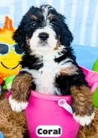 Coral, a female Bernedoodle for sale in Lima, OH – 8 of 9