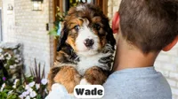 Wade, a male Bernedoodle for sale in Lima, OH – 9 of 10