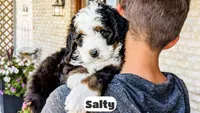Salty, a male Bernedoodle for sale in Lima, OH – 3 of 10
