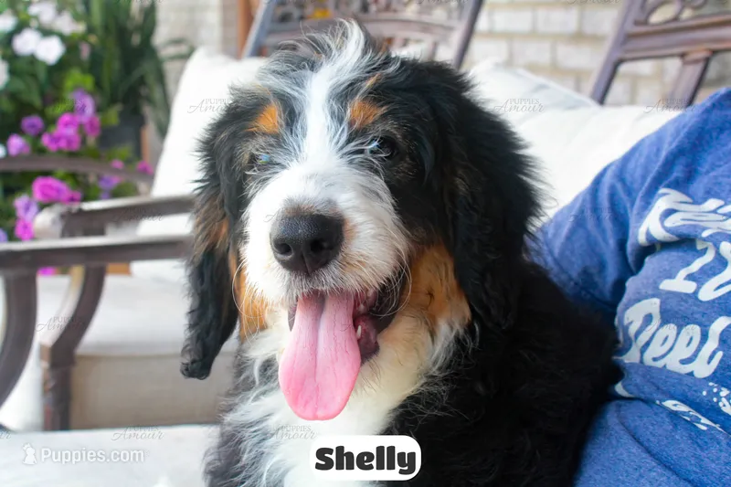 Shelly – Bernedoodle puppy for sale in Lima, OH