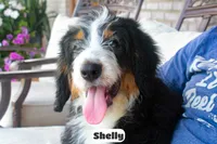 Shelly, a female Bernedoodle for sale in Lima, OH – 1 of 10