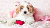 Lilly, a female Cavapoo for sale in Lima, OH – Photo 7 of 9