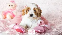 Lilly, a female Cavapoo for sale in Lima, OH – Photo 3 of 9