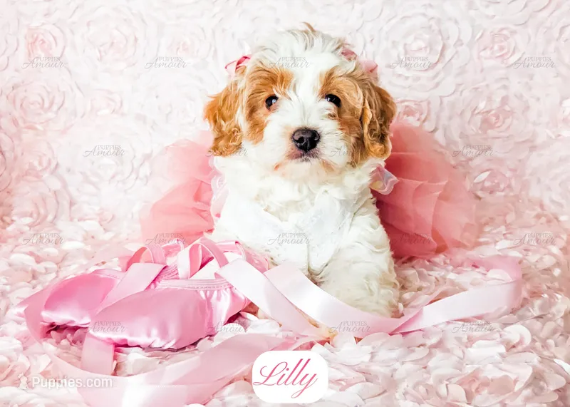 Lilly, a female Cavapoo for sale in Lima, OH – Photo 1 of 9
