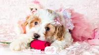 Lilly, a female Cavapoo for sale in Lima, OH – Photo 2 of 9