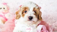 Lilly, a female Cavapoo for sale in Lima, OH – Photo 5 of 9