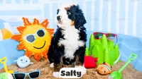 Salty, a male Bernedoodle for sale in Lima, OH – 8 of 10