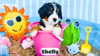 Shelly, a female Bernedoodle for sale in Lima, OH – 2 of 2