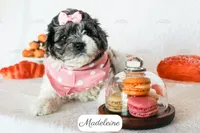 Madeleine, a female Cavapoo for sale in Lima, OH – 5 of 10