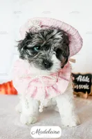 Madeleine, a female Cavapoo for sale in Lima, OH – 2 of 10
