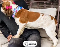 Wilma, a female Cocker Spaniel for sale in Lima, OH – Photo 4 of 9