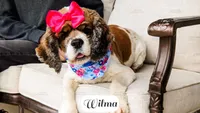 Wilma, a female Cocker Spaniel for sale in Lima, OH – Photo 9 of 9
