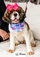 Wilma, a female Cocker Spaniel for sale in Lima, OH – Photo 3 of 9