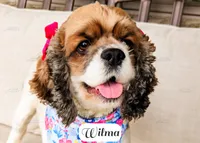 Wilma, a female Cocker Spaniel for sale in Lima, OH – Photo 7 of 9