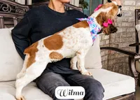 Wilma, a female Cocker Spaniel for sale in Lima, OH – Photo 5 of 9