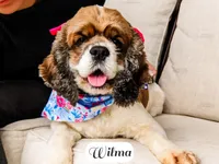 Wilma, a female Cocker Spaniel for sale in Lima, OH – Photo 6 of 9