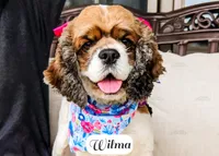 Wilma, a female Cocker Spaniel for sale in Lima, OH – Photo 2 of 9