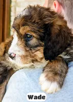 Wade, a male Bernedoodle for sale in Lima, OH – 10 of 10