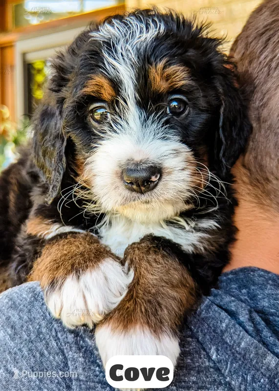 Cove – Bernedoodle puppy for sale in Lima, OH