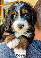 Cove, a male Bernedoodle for sale in Lima, OH – 8 of 9