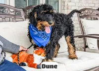 Dune, a male Bernedoodle for sale in Lima, OH – 2 of 10