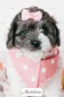 Madeleine, a female Cavapoo for sale in Lima, OH – 8 of 10