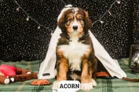 Acorn, a male Bernedoodle for sale in Lima, OH – 2 of 5