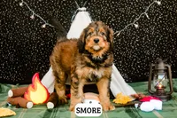 S'more, a male Bernedoodle for sale in Lima, OH – 1 of 4