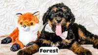 Forest, a male Bernedoodle for sale in Lima, OH – Photo 1 of 4