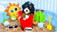 Finn, a male Bernedoodle for sale in Lima, OH – 2 of 2