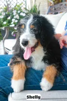 Shelly, a female Bernedoodle for sale in Lima, OH – 2 of 10