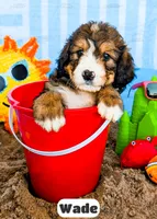 Wade, a male Bernedoodle for sale in Lima, OH – 3 of 10