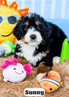 Sunny, a female Bernedoodle for sale in Lima, OH – 6 of 10