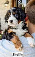 Shelly, a female Bernedoodle for sale in Lima, OH – 9 of 10