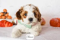 Choux, a male Cavapoo for sale in Lima, OH – 5 of 9