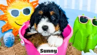 Sunny, a female Bernedoodle for sale in Lima, OH – 2 of 2
