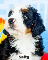 Salty, a male Bernedoodle for sale in Lima, OH – 4 of 10