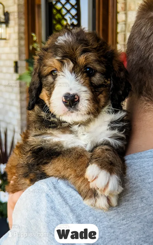 Wade – Bernedoodle puppy for sale in Lima, OH