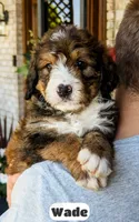 Wade, a male Bernedoodle for sale in Lima, OH – 1 of 10