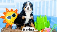 Marina, a female Bernedoodle for sale in Lima, OH – 10 of 10