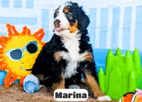 Marina, a female Bernedoodle for sale in Lima, OH – 9 of 10