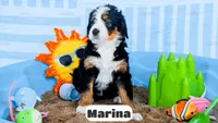 Marina, a female Bernedoodle for sale in Lima, OH – 2 of 2