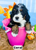 Coral, a female Bernedoodle for sale in Lima, OH – 2 of 2